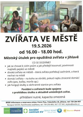 Zvířata ve městě
