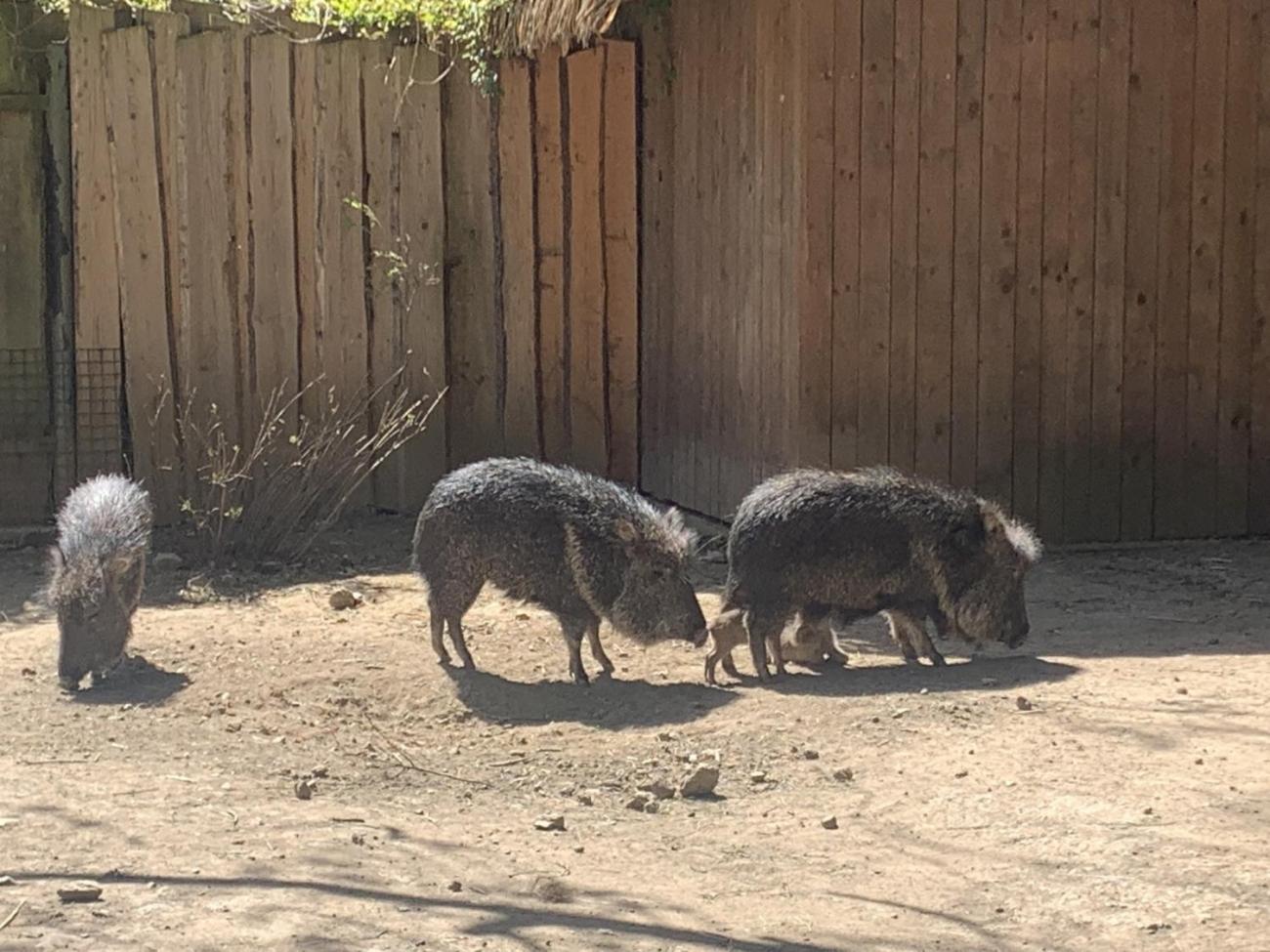 Když jsem já sloužil...   1.B