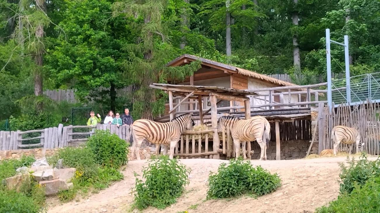 Návštěva ZOO Jihlava s klienty DTS  6.C
