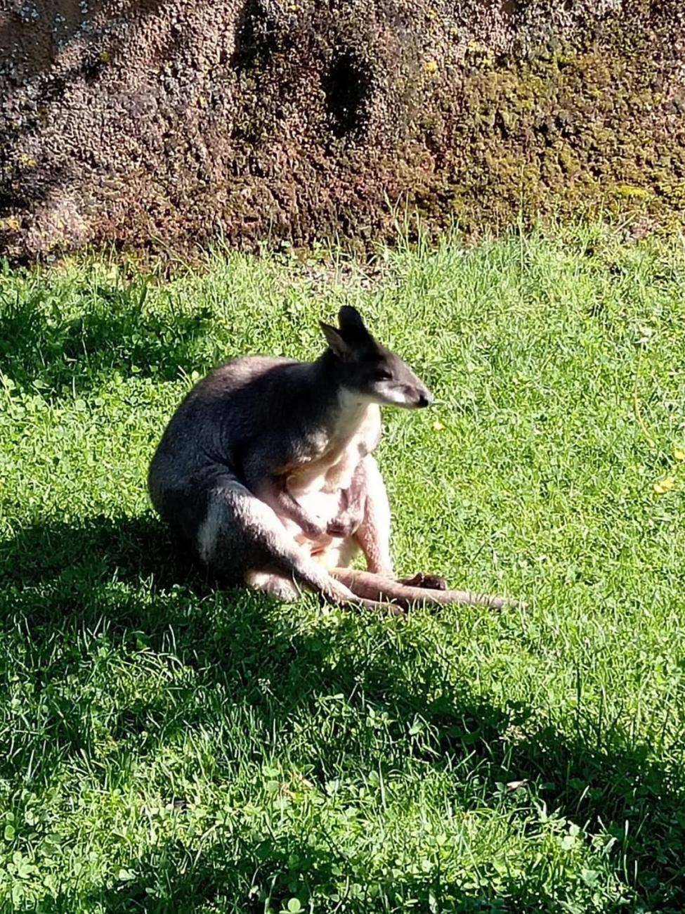 Návštěva ZOO - turistický den  2.B