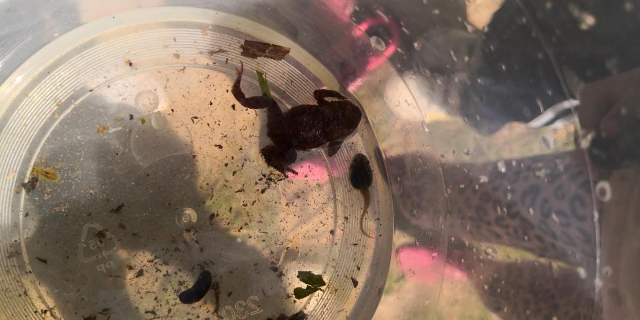 Modré žáby pod Šacberkem  1.A