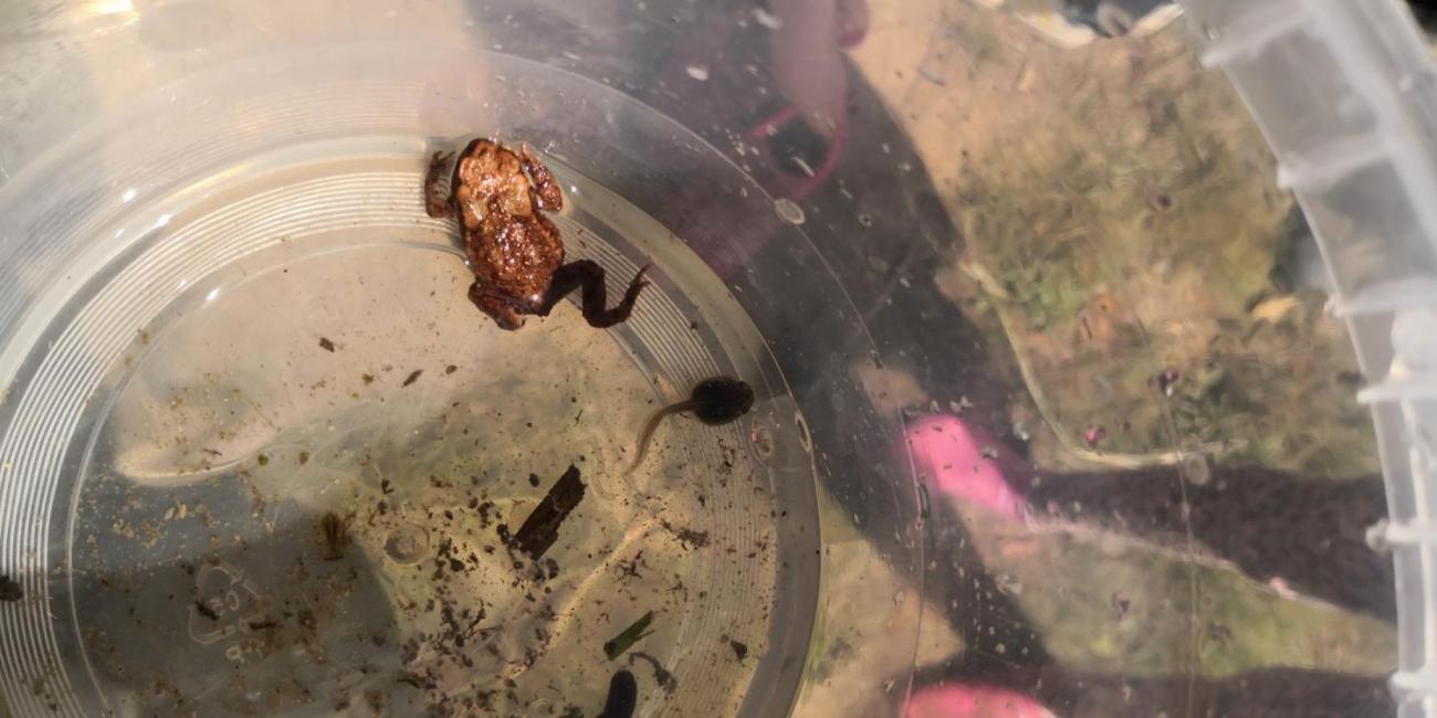 Modré žáby pod Šacberkem  1.A