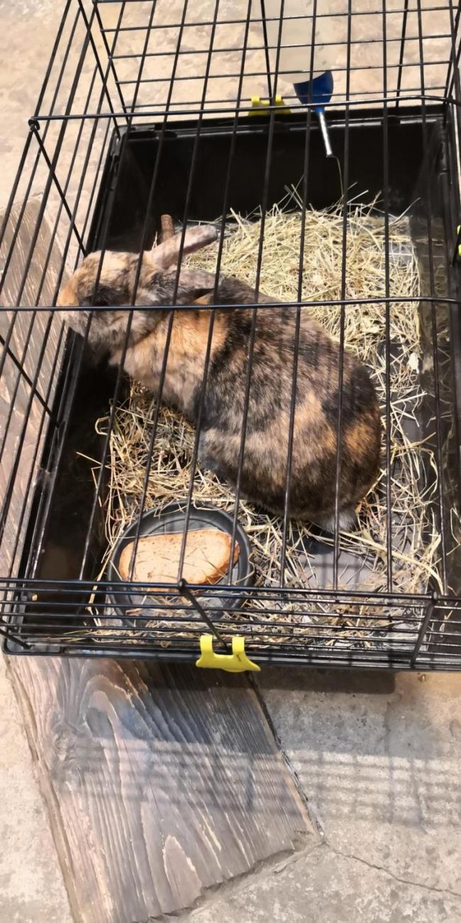 Výukový program ZOO - Mazlíčci  2.A