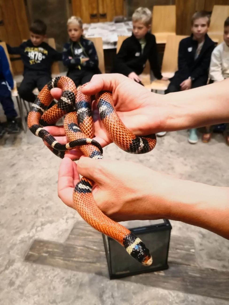 Výukový program ZOO - Mazlíčci  2.A