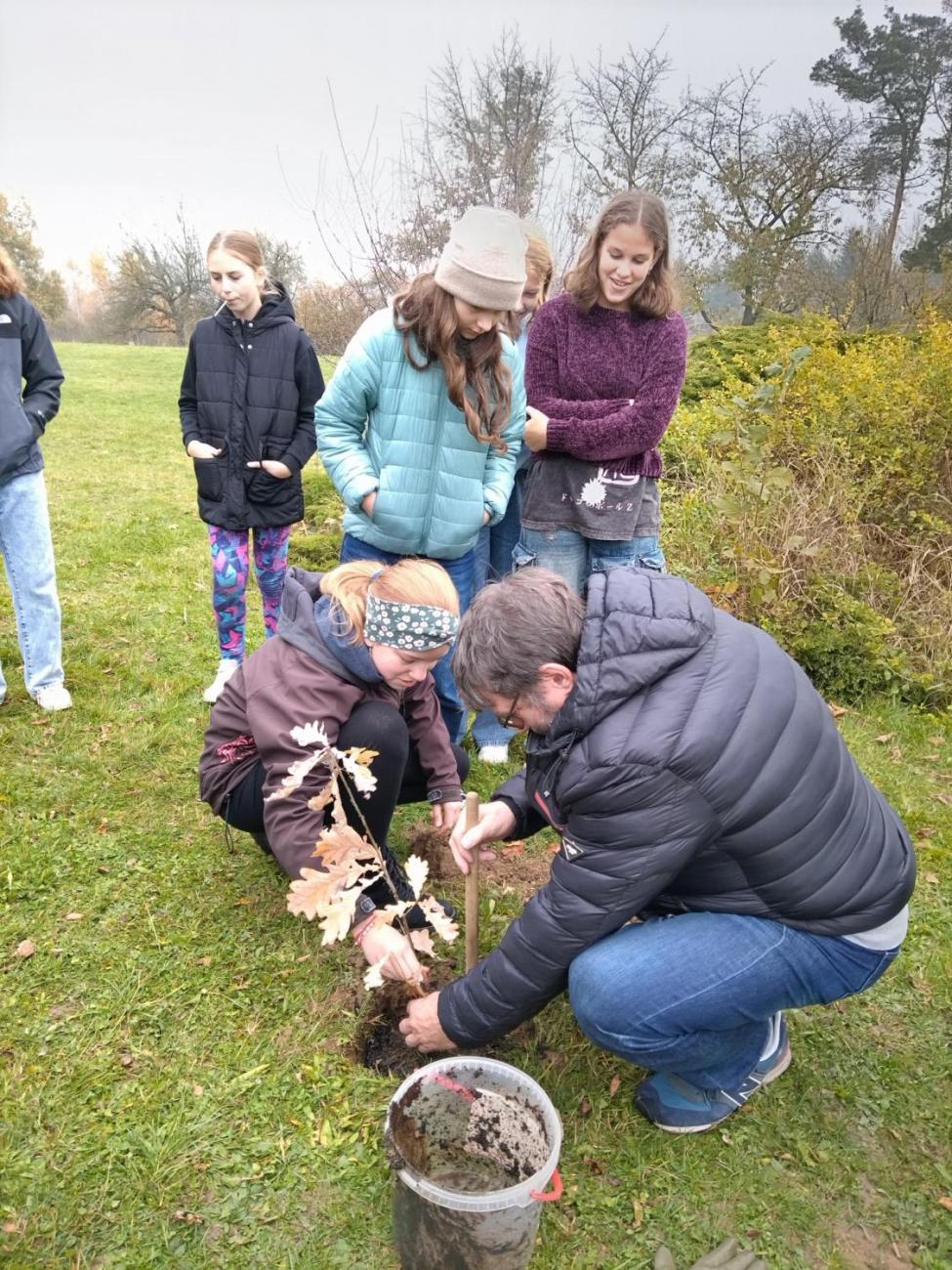 Sázení dubu z Osvětimi