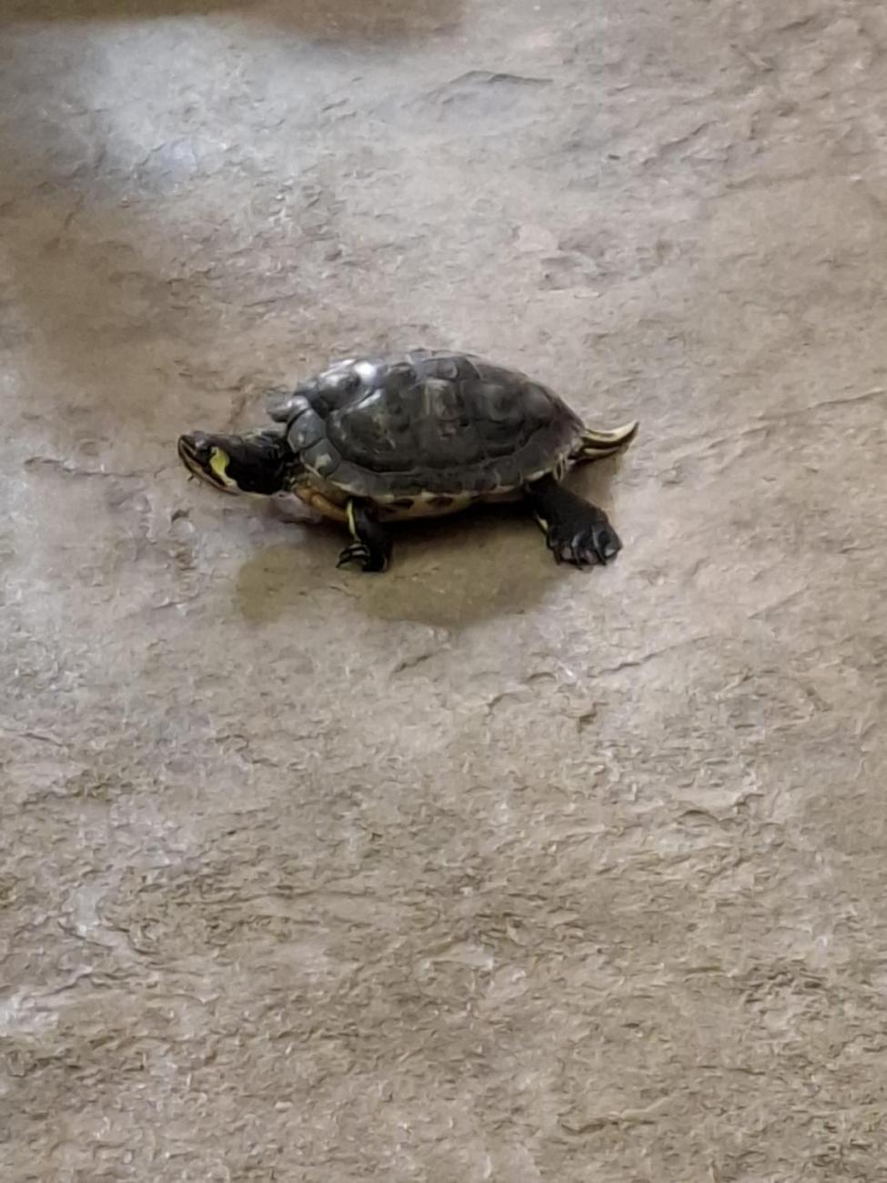 Návštěva ZOO Jihlava – program "Kde se plazí plazi"