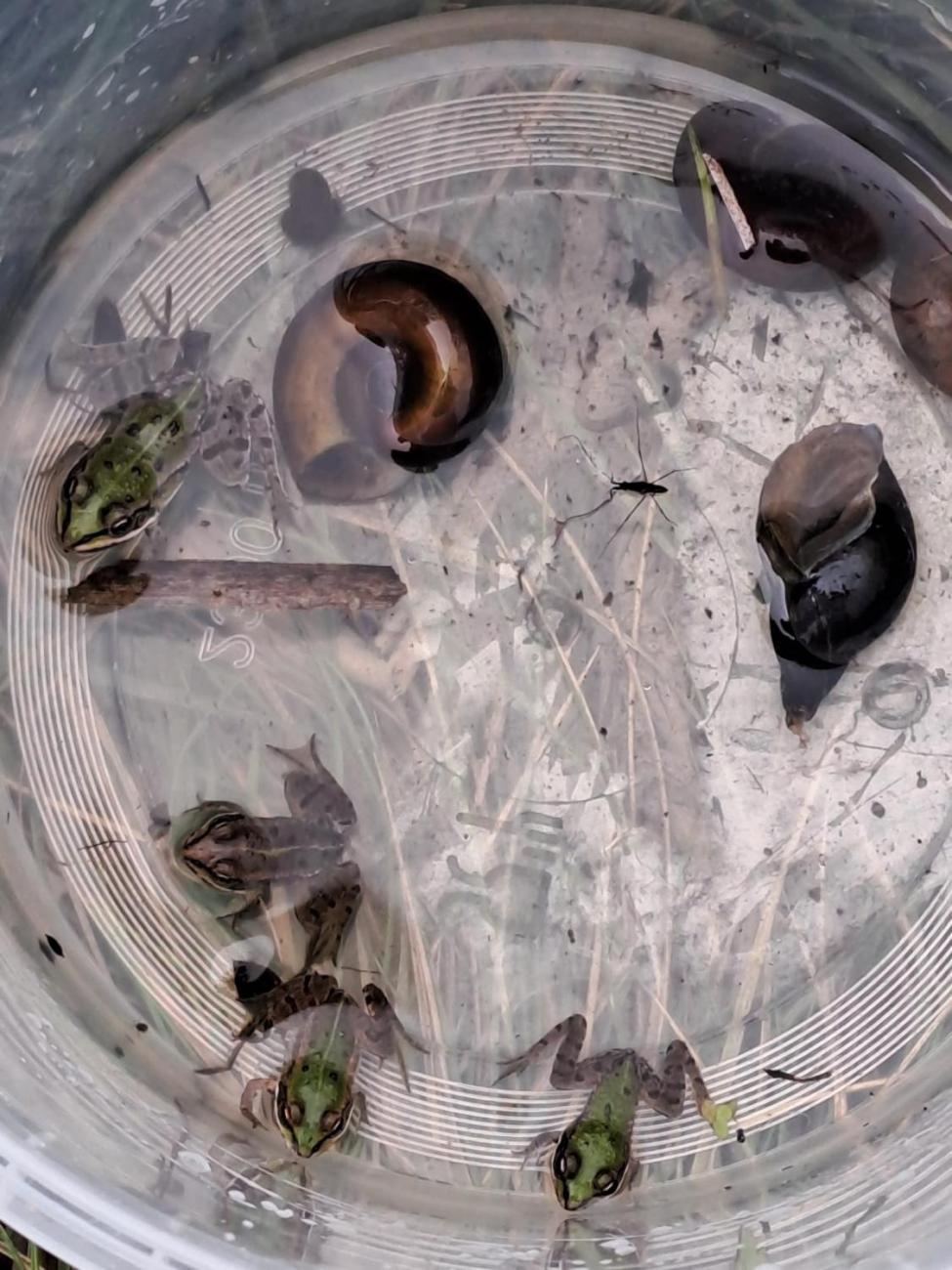 Modré žáby pod Šacberkem  2.C