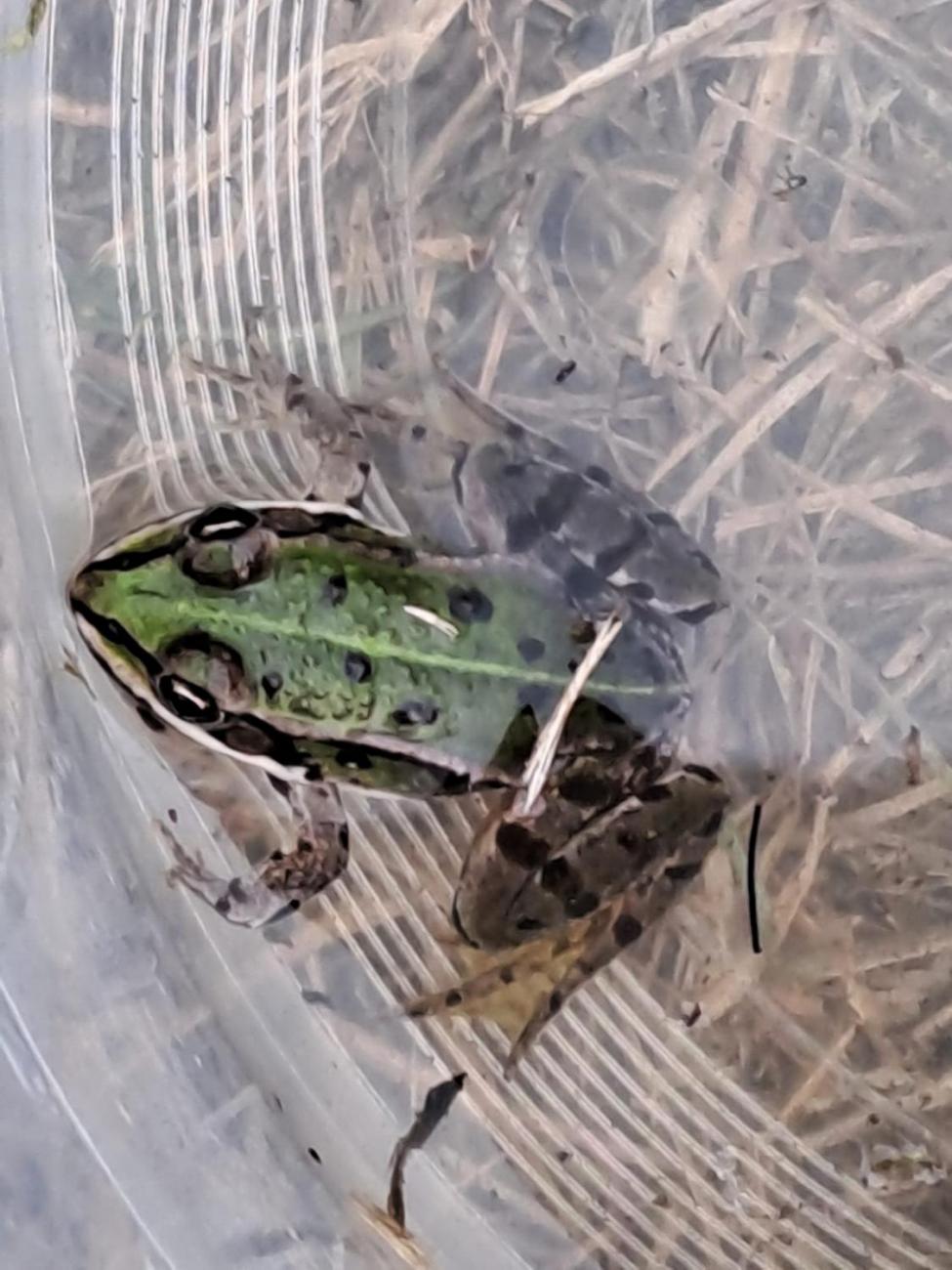 Modré žáby pod Šacberkem  2.C