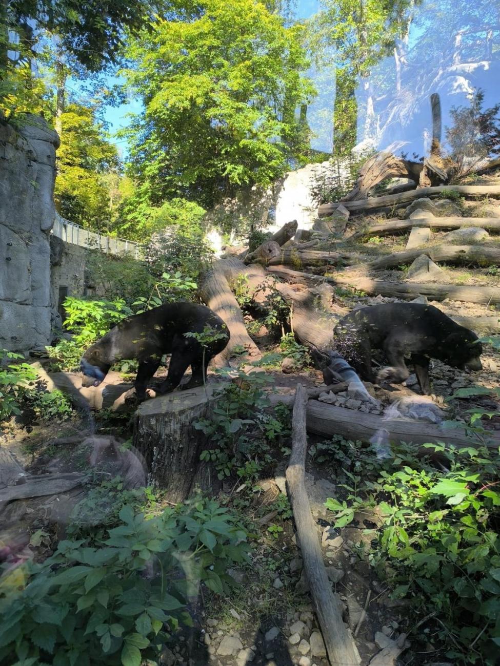 Mazlíčci v ZOO Jihlava  1.A