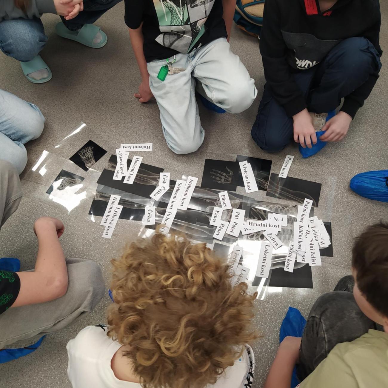 Projekt "Lidské tělo" škola Farmeko  5.B