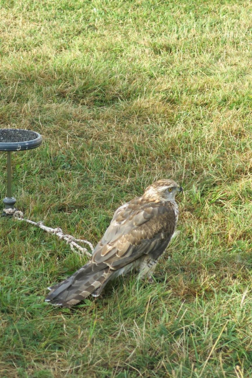 Dravci zavítali na naši školní zahradu